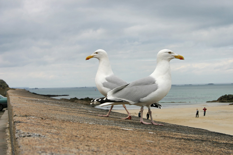 St Malo7 